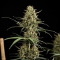 Preview: Hulk Berry Auto (Autoflower Sativa)